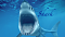 Blue Shark's Avatar